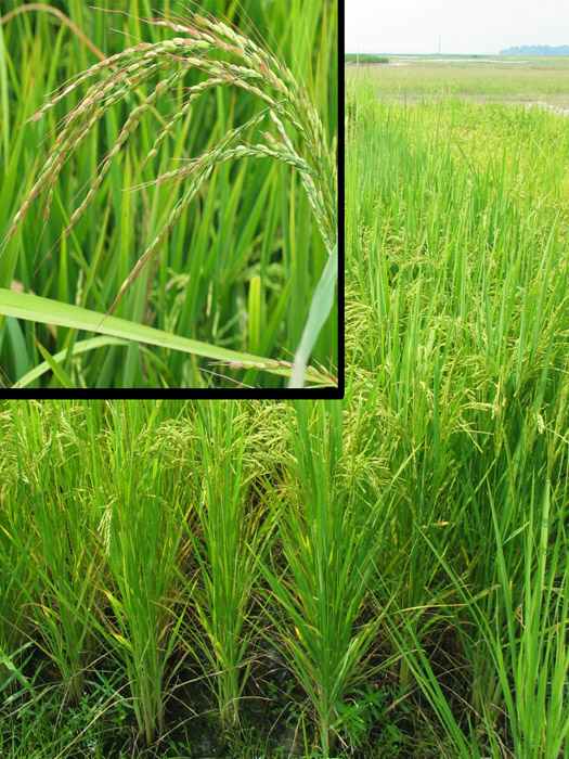 rice field with inset of closer look at rice plant