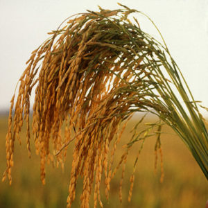 Close-up of rice plant in a field