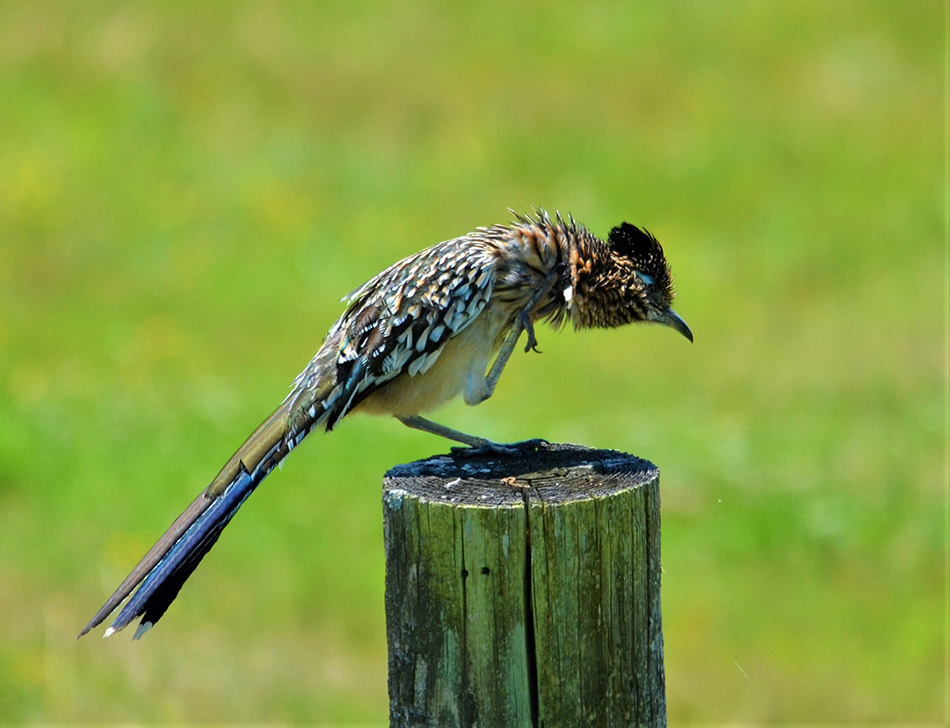 Long-tailed bird on situated on wooden stump in profile