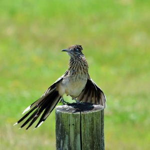 Bird with wings outstretched posing on stump as seen from front