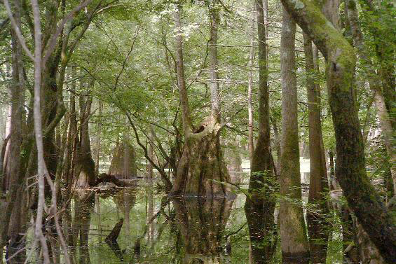 Group of cypress trees in flooded swamp
