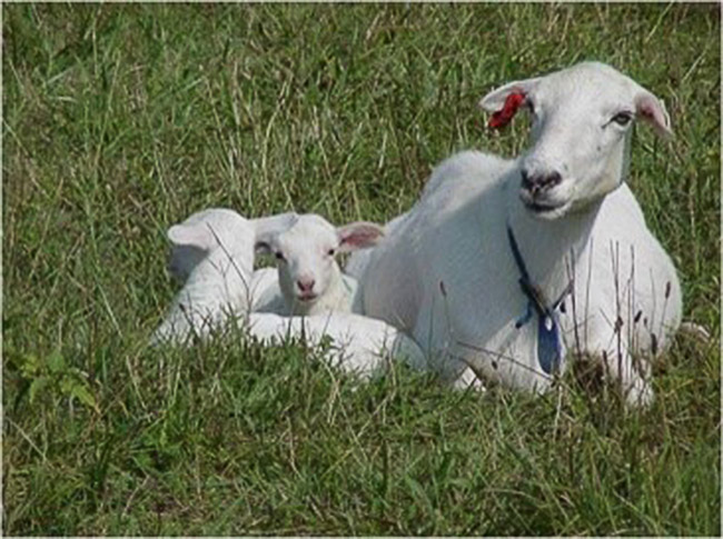 Adult sheep and two lamps lying in green grass