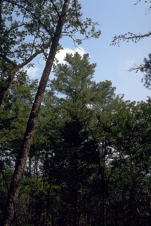 Forest and tree tops in daylight with clear sky and small white clouds