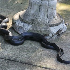 two black snakes wrapped around each other in a shaft of sunlight