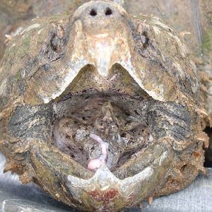 Close-up of Alligator Snapping Turtle's open mouth