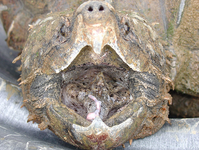 Close-up of Alligator Snapping Turtle's open mouth