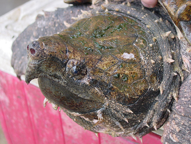 Close-up of Alligator Snapping Turtle head