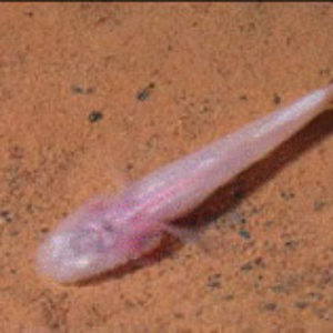 Pink translucent fish on sand