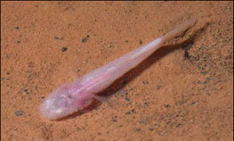 Pink translucent fish on sand