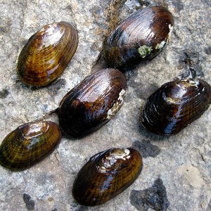 Group of unopened mussel shells on rock