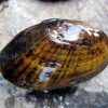 Unopened wet mussel shell on rock