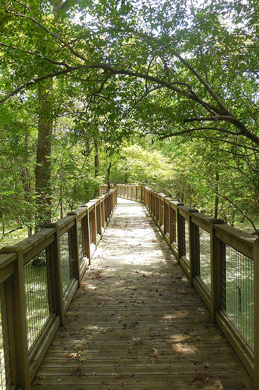 Wooden boardwalk with railing in wetland area