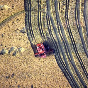 Aerial view directly over harvester cutting wavy stripes through farm field