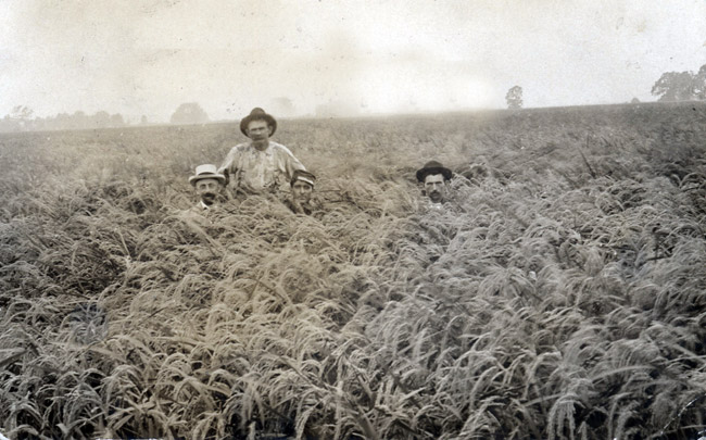 three white men covered up to their necks in rice field with one man visible from his midsection up
