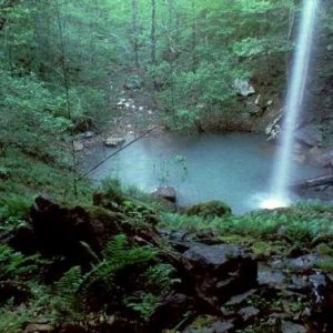 Pool at the bottom of waterfall surrounded by trees and green foliage in forest