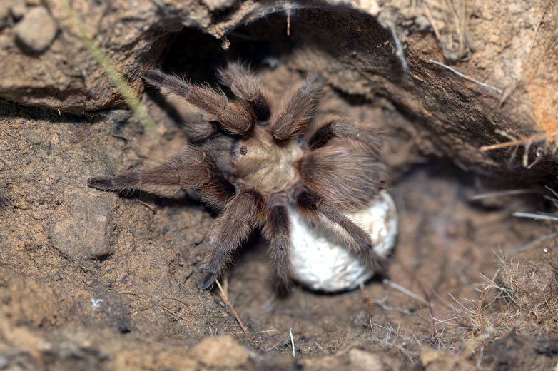Large hairy spider photographed from above with white egg sac attached to body