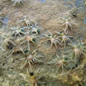 Dozens of pale-bodied baby spiders