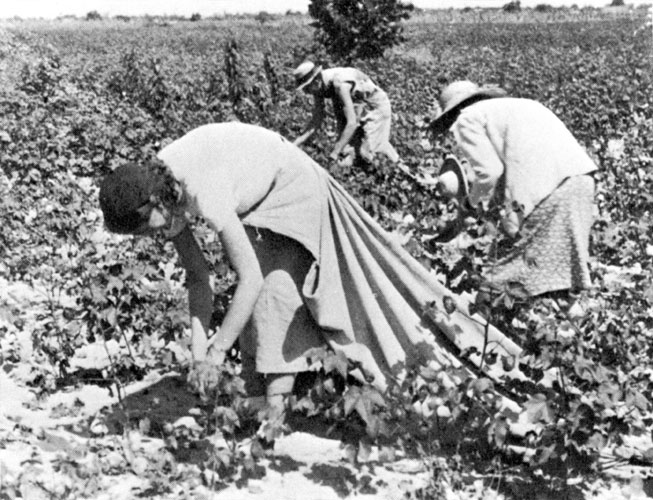 White man wearing a hat and women in dresses picking cotton with long cotton sack stretching out behind her