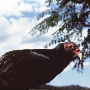 turkey vulture with black feathers and red speckled head