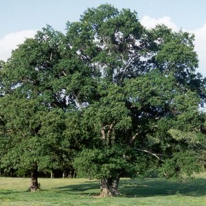 Huge tree wide as tall and one slightly smaller in a field near a forest