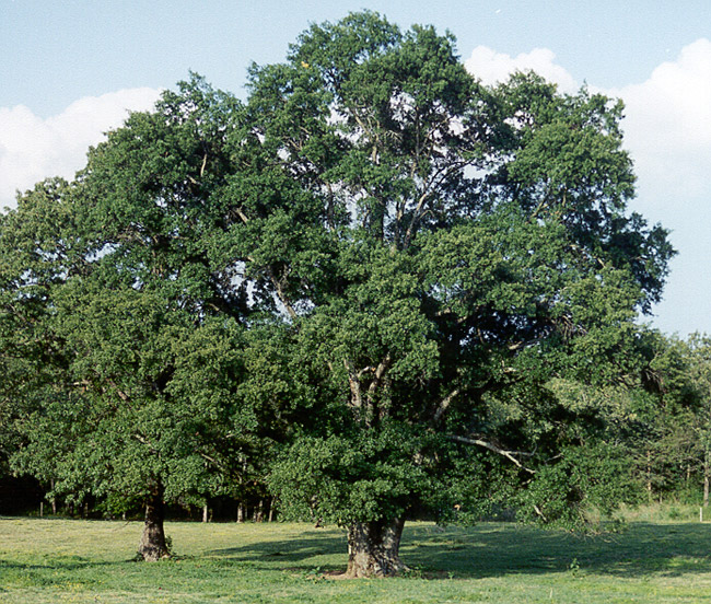 Huge tree wide as tall and one slightly smaller in a field near a forest
