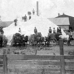 Group of men loading cotton onto horse-drawn carts