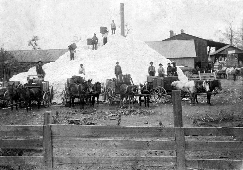 Group of men loading cotton onto horse-drawn carts