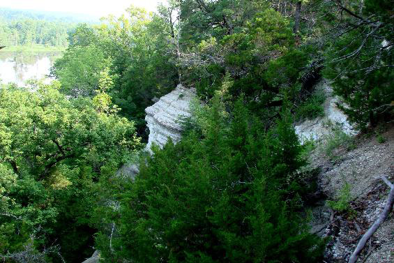 Tree covered rock cliff in forest