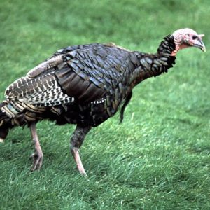 turkey walking in grass