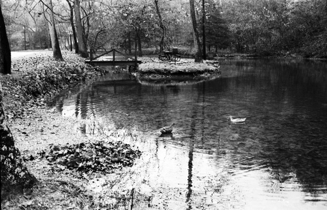 Forest stream with ducks and small island, foot bridge, and picnic area