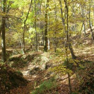 Sloping forest floor under autumn trees