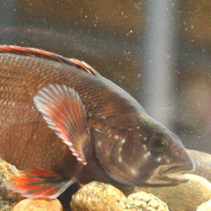 Side view of gray fish with reddish orange fins swimming over rocks
