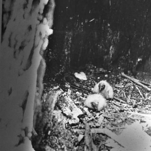 Arkansas System of Natural Areas Encyclopedia of Arkansas