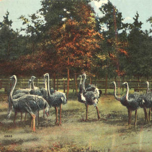 Flock of ostriches in wooden pen with autumn trees in background