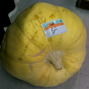 Large yellow pumpkin with identifying sticker attached