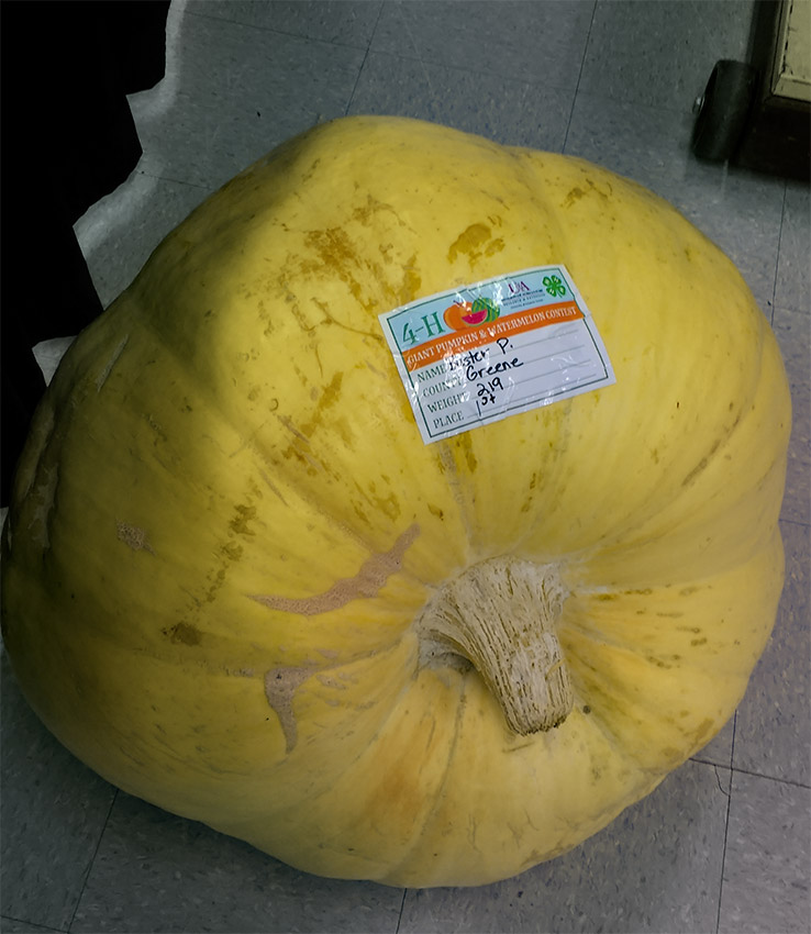 Large yellow pumpkin with identifying sticker attached