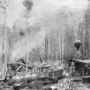 People and machinery in woods with harvested trees