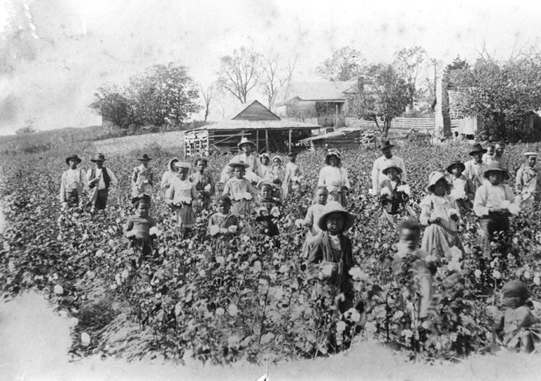 Moorefield Cotton Encyclopedia of Arkansas