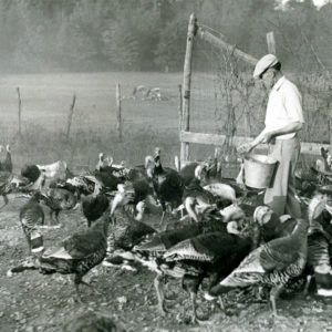 Man with bucket feeding turkeys
