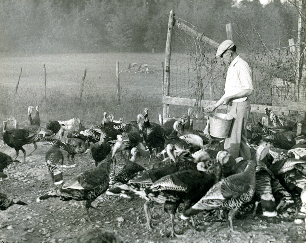 Man with bucket feeding turkeys