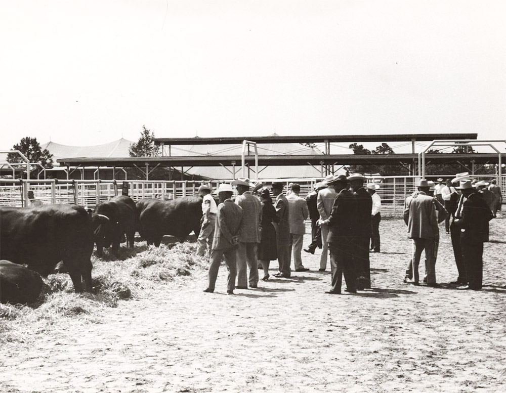 Group of people looking at cows in feed lot area