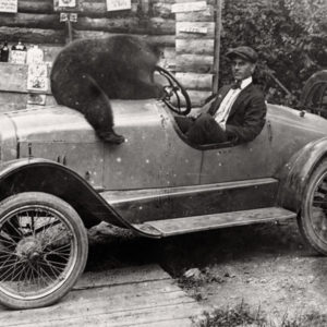 White man sitting in open car with black bear sitting on hood