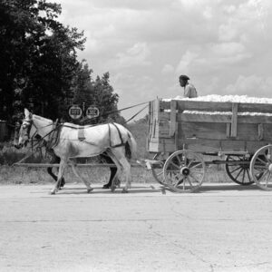 African American man driving horse-drawn wagon filled with cotton