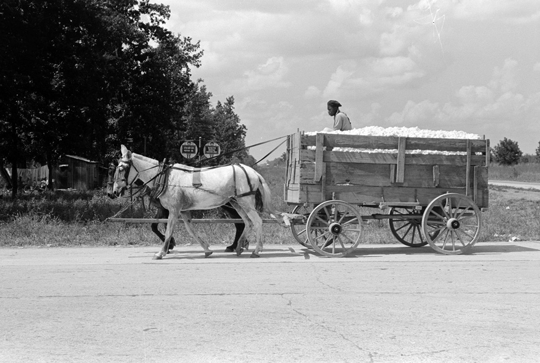 African American man driving horse-drawn wagon filled with cotton