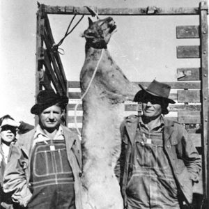 White men displaying dead panther hanging by its neck