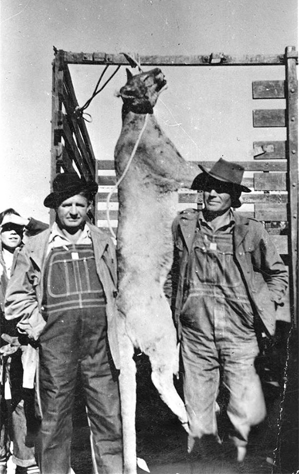 White men displaying dead panther hanging by its neck