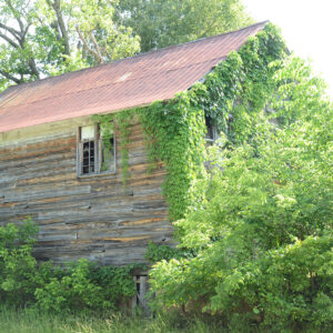 Abandoned wooden building overgrown with weeds