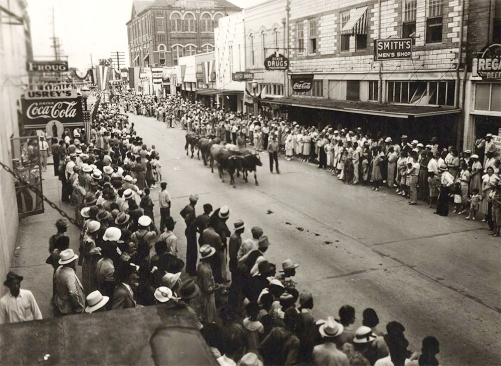 Parade consisting of some cattle in front of large crowd on city street