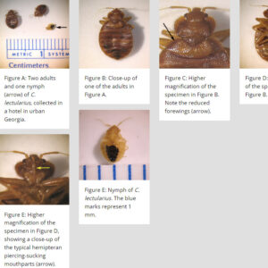 Different views of a bedbug