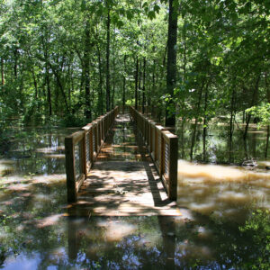 Flooded wooden walkway amid trees